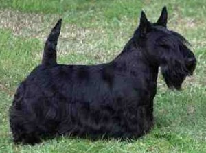 TERRIER SCOTIAN